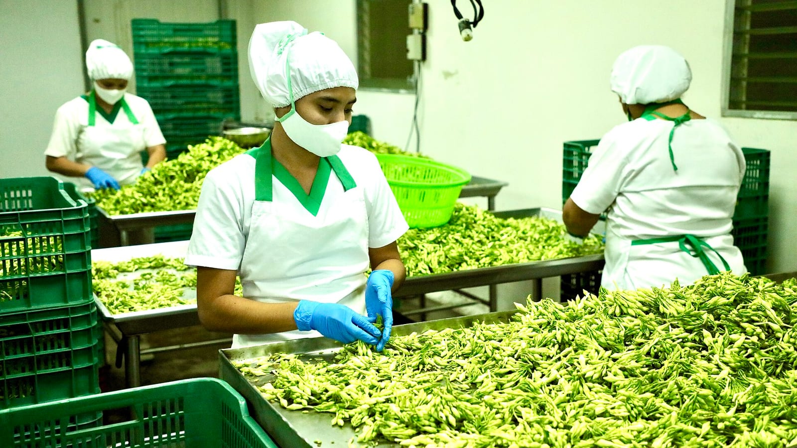 Trabajadores con redecilla y mascarilla en la línea de producción de una empresa salvadoreña